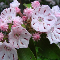 Mountain Laurel